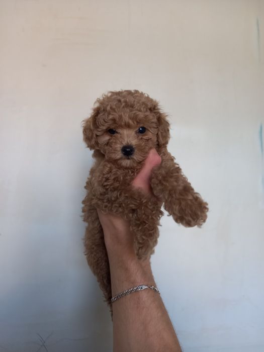 Щенки той пудель карамель, ред Браун