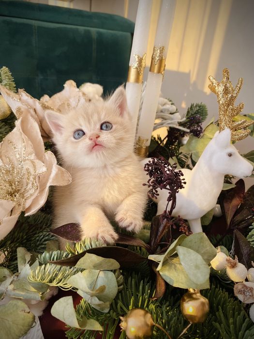 Новорічні кошенята в золотому окрасі