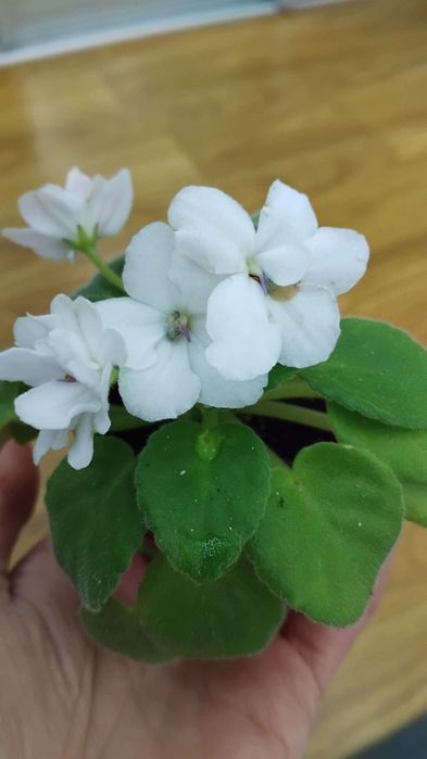 Міні фіалка. " Полевиє цвети " Спорт.