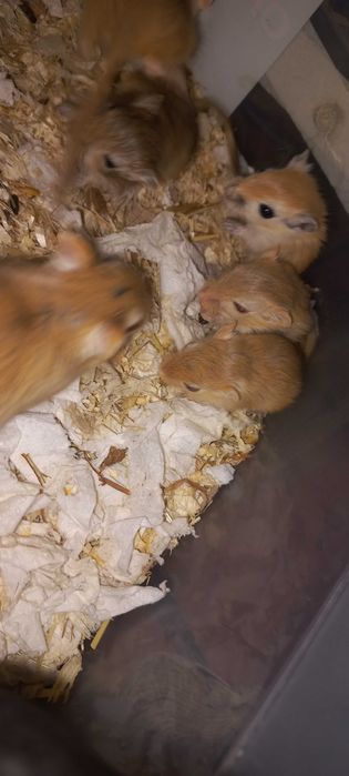 Esquilos a mongólia