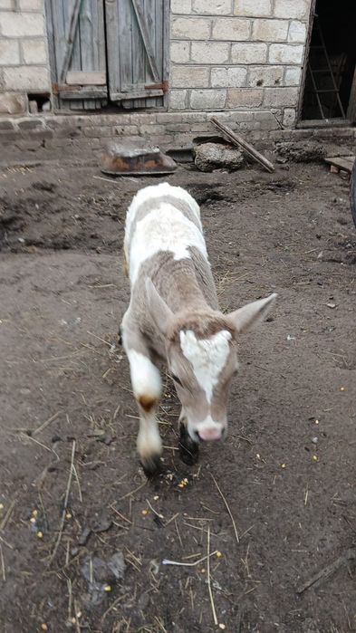 Продам місячного теля