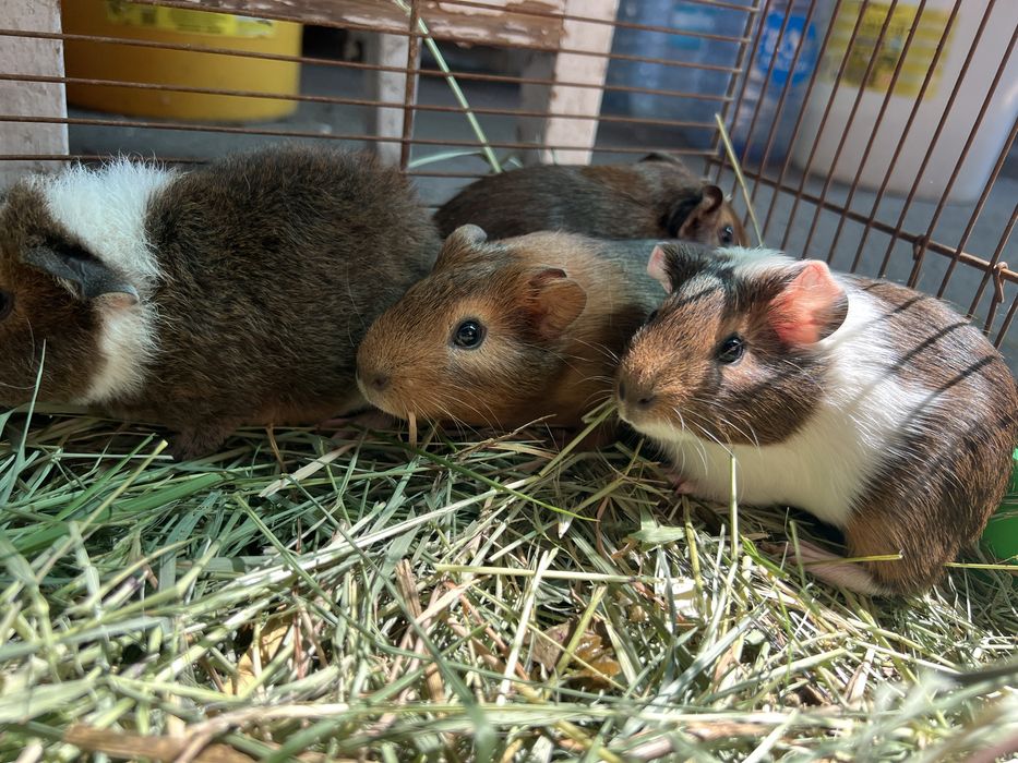 Морская сивинка (коричевого окраса)