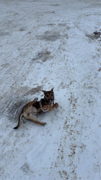 Zoja pilnie szuka domu