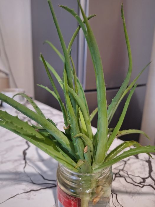 Продам живці алое
