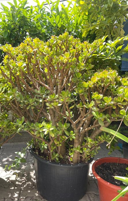 Plantas de vaso grande