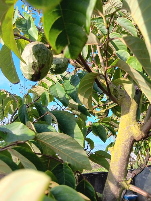 Árvores para jardim