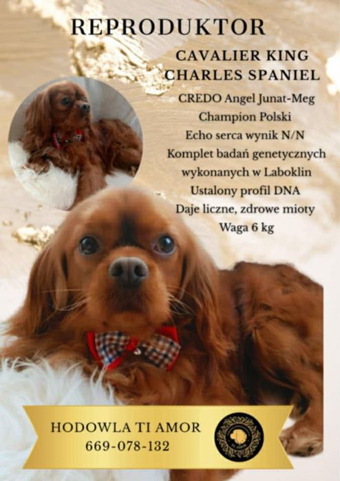 Zapowiedź szczeniąt Cavalier King Charles spaniel