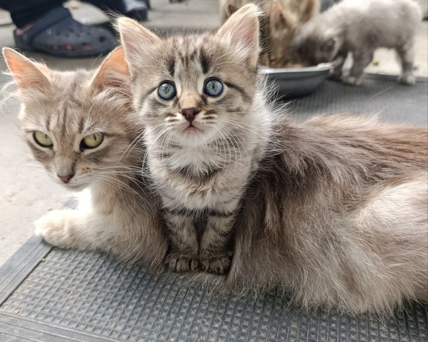 Віддамо кошенят добрим людям