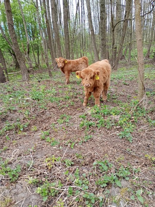 Cielaki Highland Cattle byk jałówka