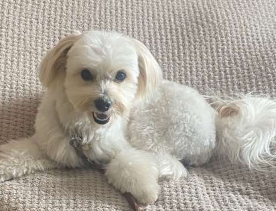 Мальтіпу хлопчик для вʼязки