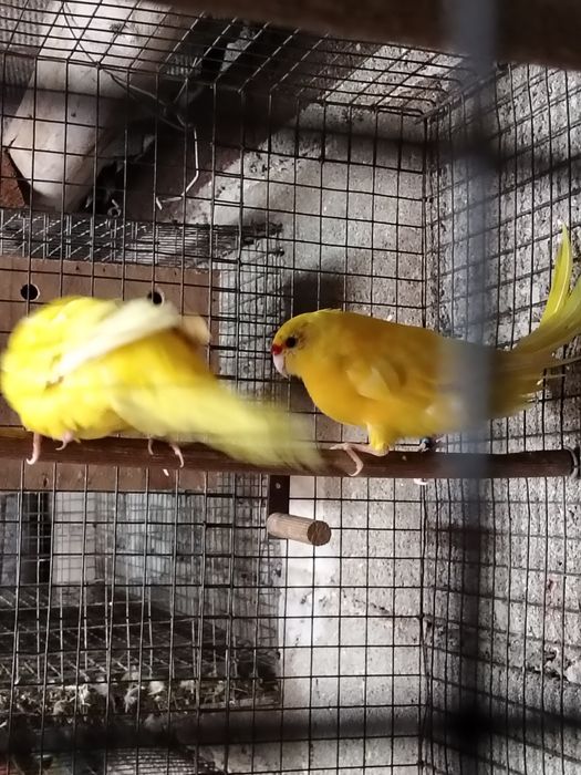 Casal Kakarikis disponível