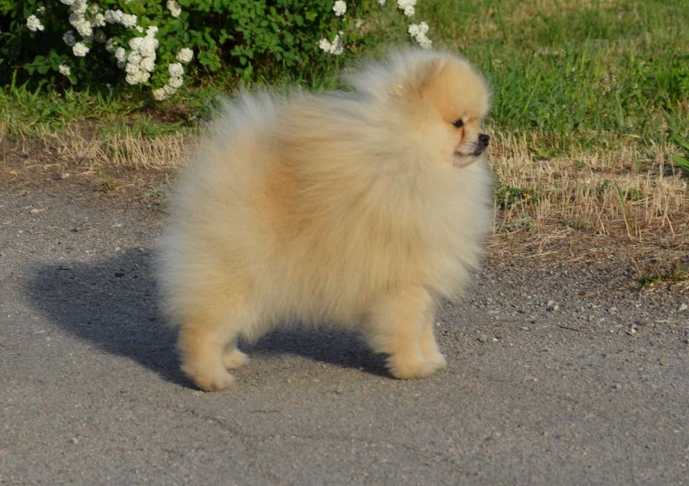 Подрощенный мальчик шпиц 1.5 года.