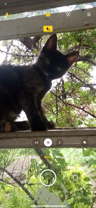 Кошечка бесплатно отдам  в хорошие руки