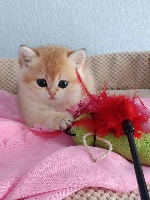 Дуже мила красуня