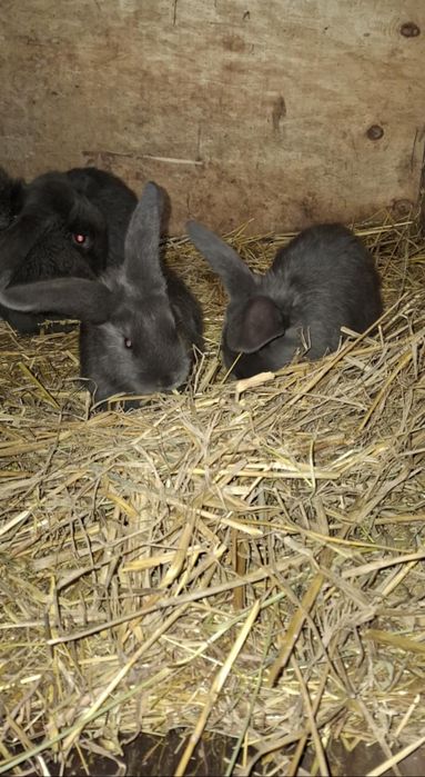 Królik baran francuski