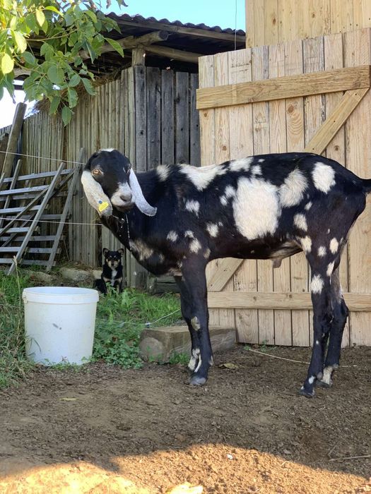 Продається 100% цап нубієць