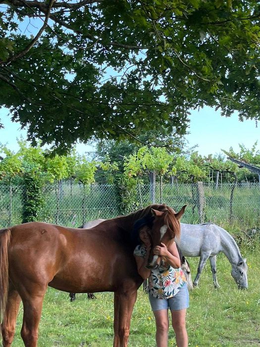 Belo e super cavalo Árabe á venda