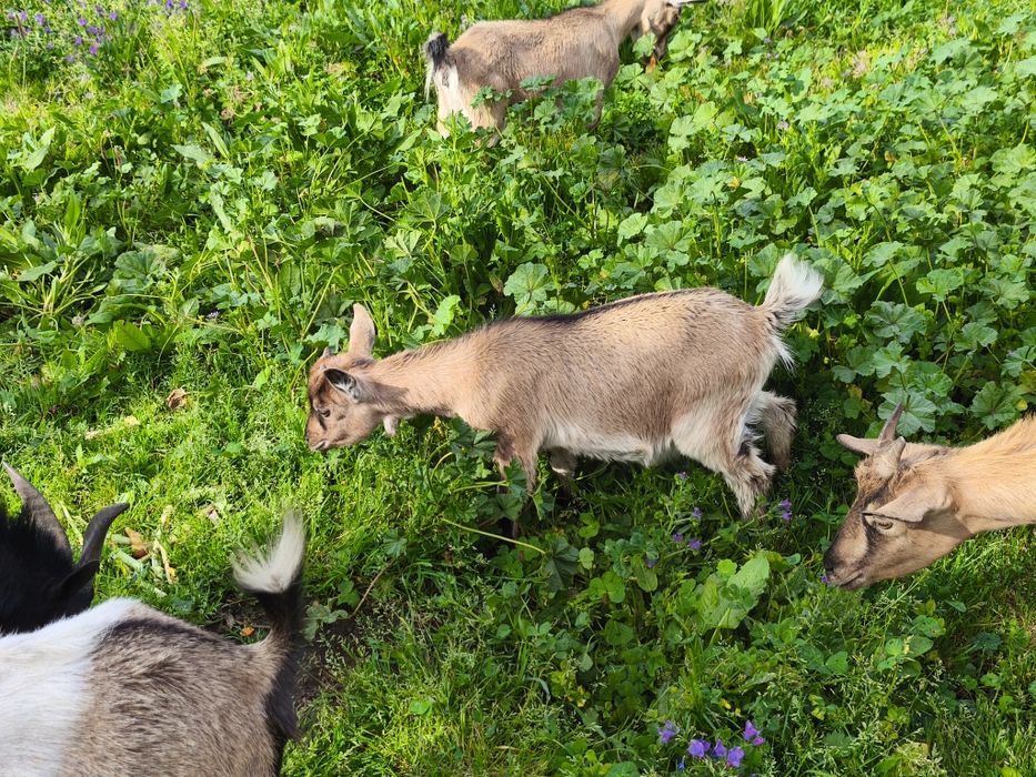 Vendo cabritos anões machos e fêmeas