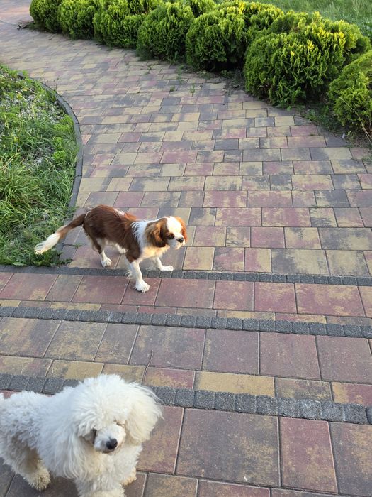 Cavalier king charles spaniel - podrostek