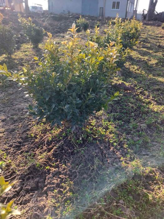 Продається самшит