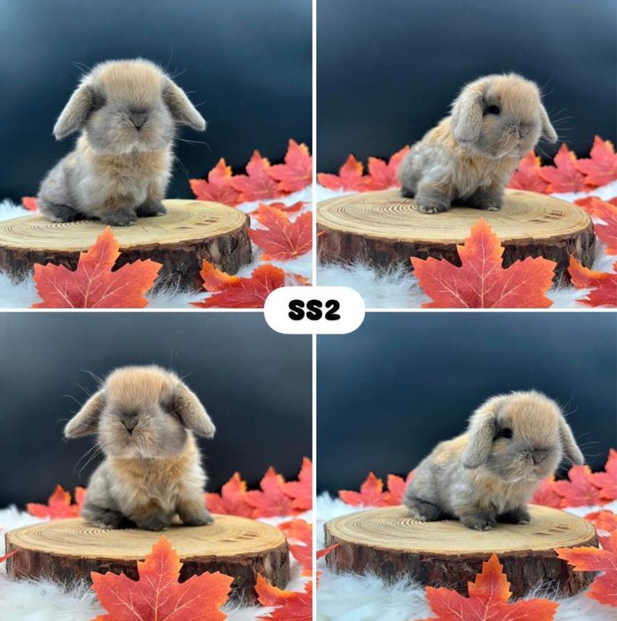 Króliki Mini Lop