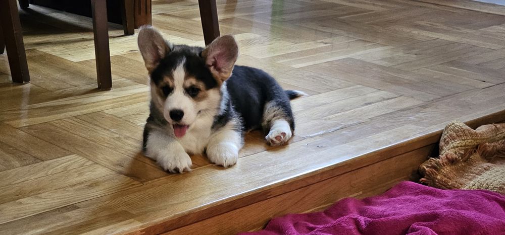 Welsh Corgi Pembroke, ten który Cię pokocha