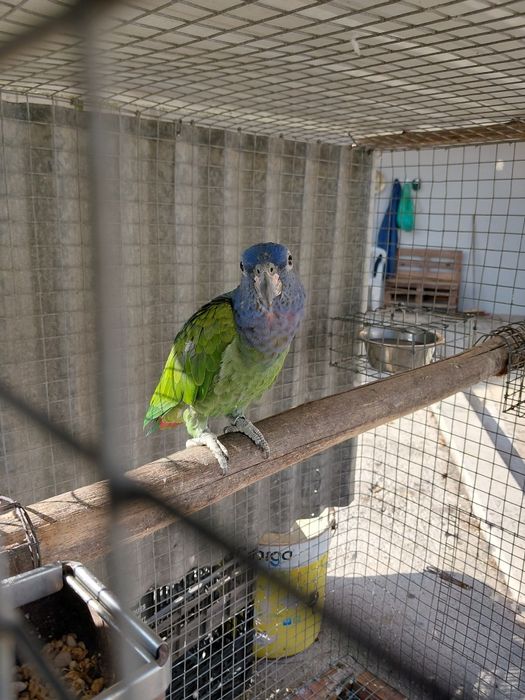 Pionus menstrus fêmea