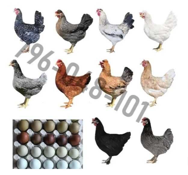 Kury Nioski Kolorowe Rosa Dominant Leghorn Lohman Leghorn