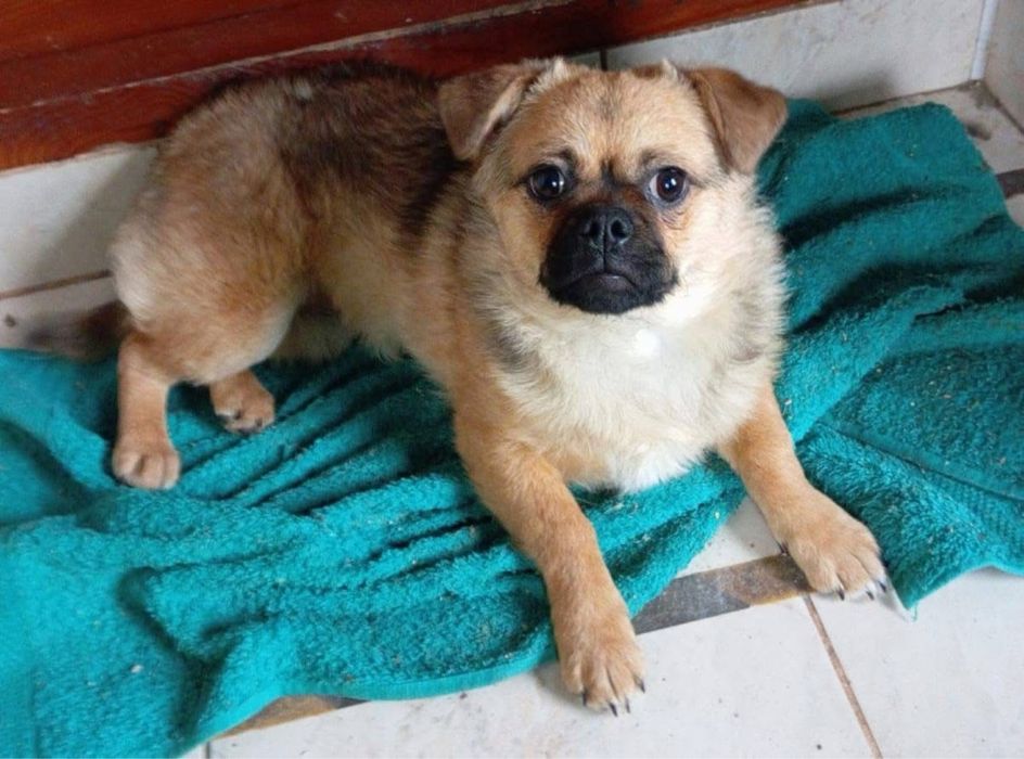 Шукаємо відповідальних господарів для Найди