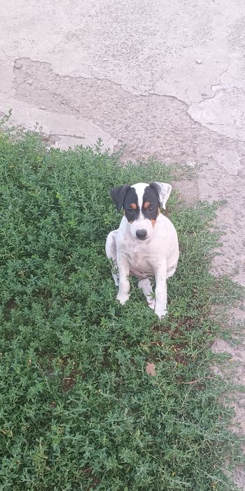 Джек Рассел тер'єр