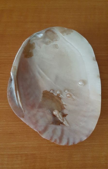 Concha para batismo (nova)