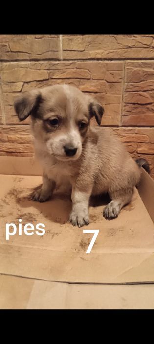 Bordery collie pieski