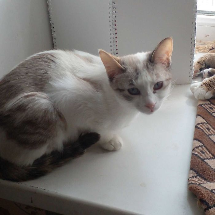 Кошечка ищет семью