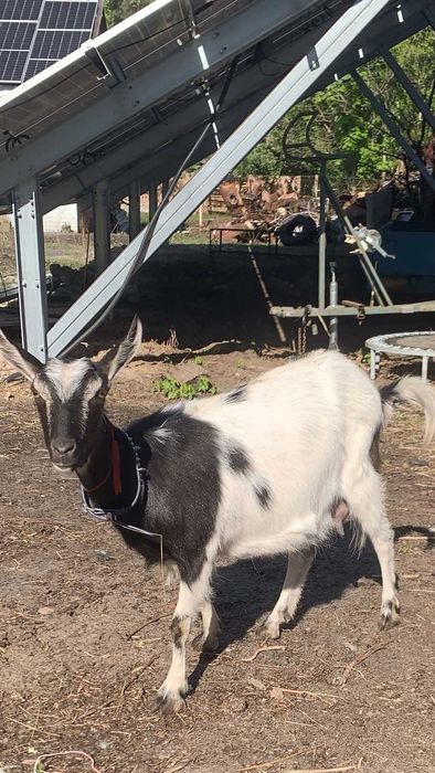 Козлики!Козлики!Козлики!