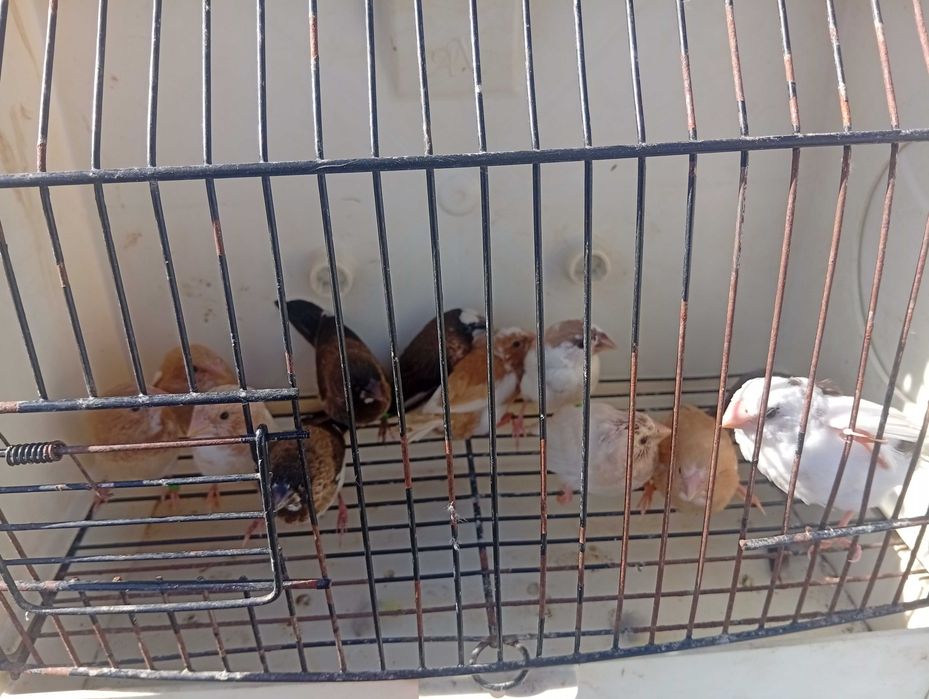 Ring necks caturras diamantes de gould e bengalins