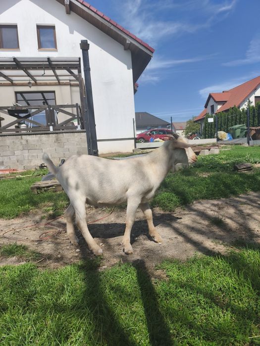 Sprzedam koziołka
