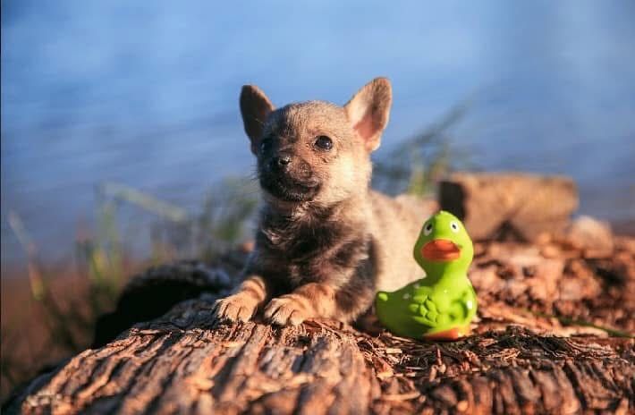 Цуценята безкоштовно