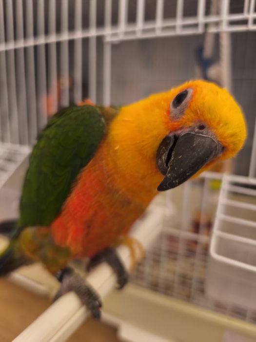 Ave Jandaia criada à mão