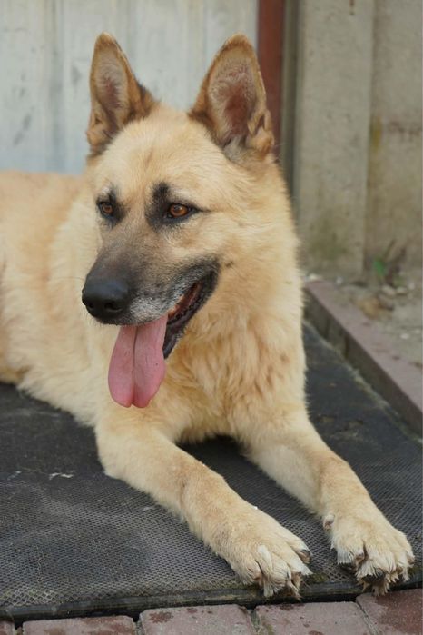 Cudo do adopcji