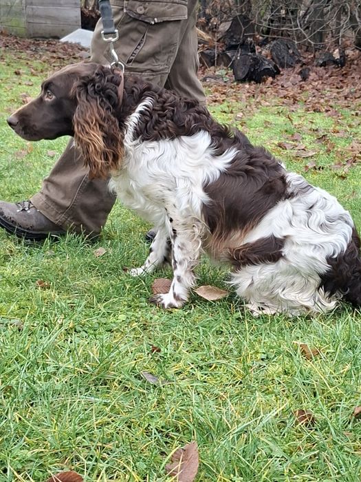 Sprzedam sukę Płochacz niemiecki (wachtelhund)