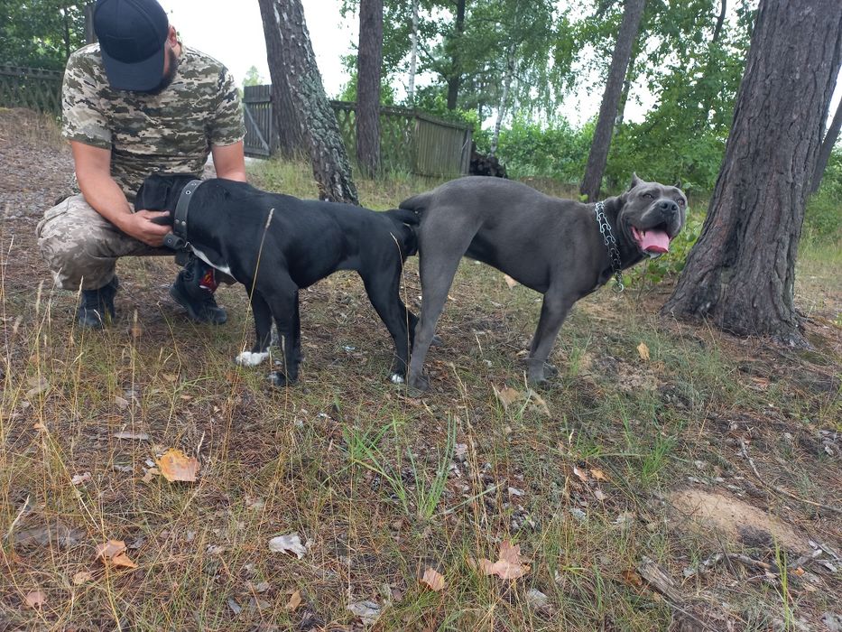 Кабель для вязки Кане Корсо