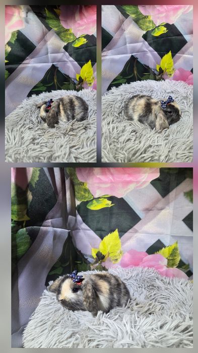 Karzełki Mini Lopki