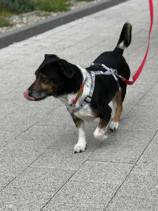 Malutki Gucio do adopcji