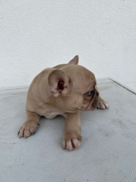 Bulldog francês macho  sable baixinho e curtinho