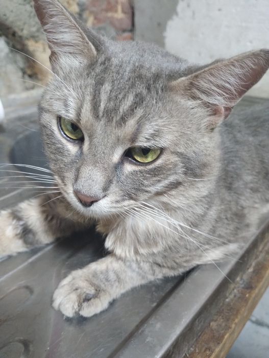 Пропал котик  Маркиз