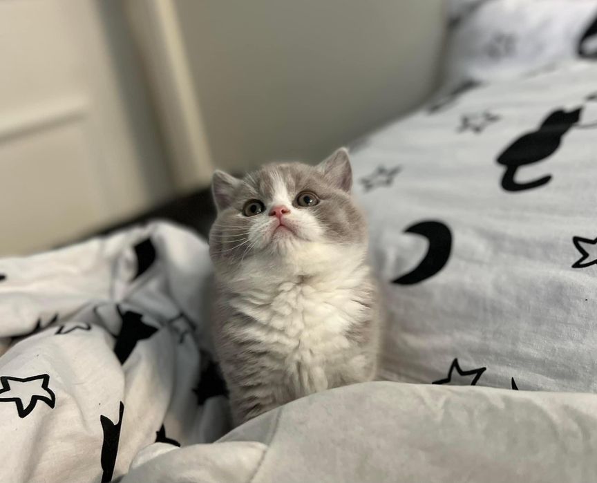 Kotka brytyjska krótkowłosa FPL rodowód wyprawka