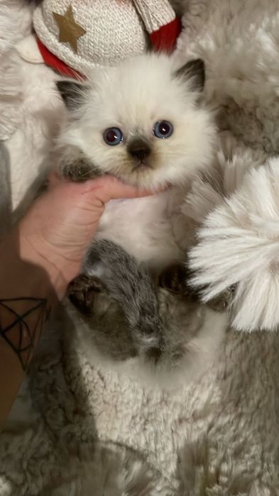 Kocurek szkocki point prostouchy legalna hodowla prawdziwy rodowód