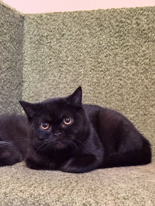 Мальчик. Британец. Питомник