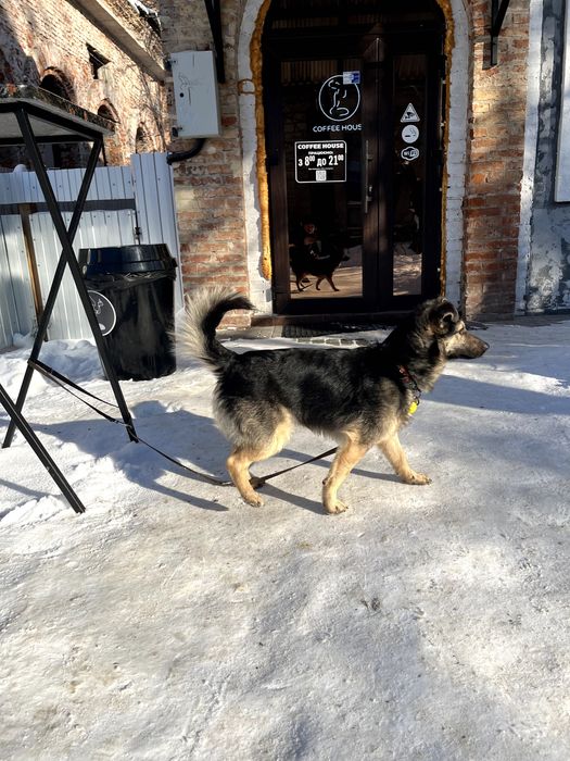 Песик Максік шукає люблячу родину (1 рік, кастрований, перша вакцина)