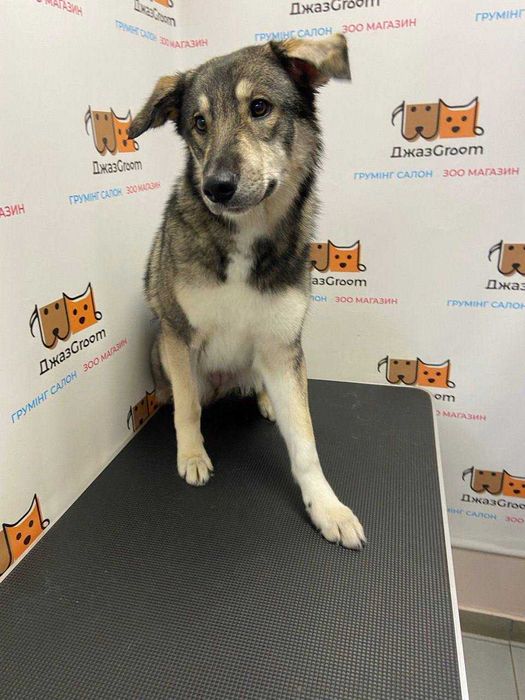 Віддаємо собаку Лайку дівчинка 1,5 років. Не на ціпок